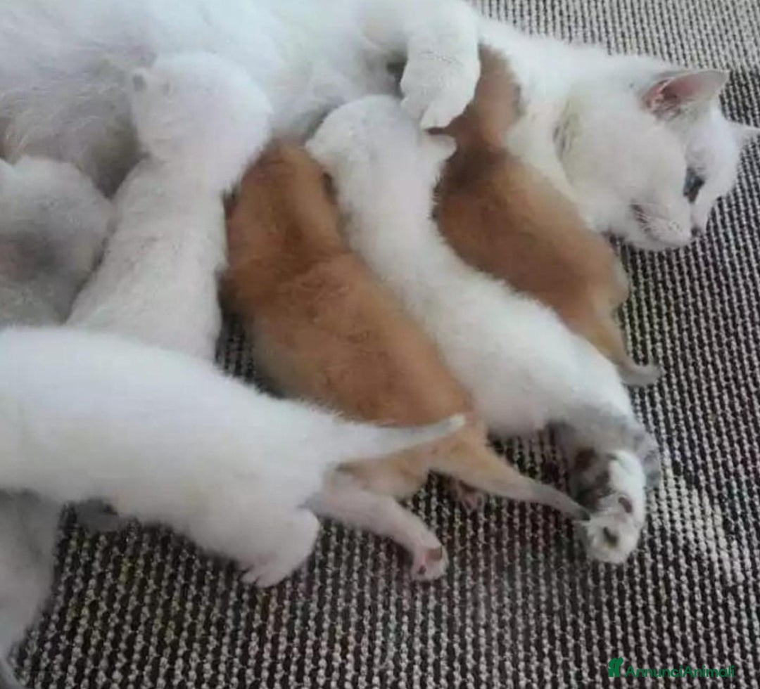 British gatti in vendita: Cuccioli di british  - Annuncio 8