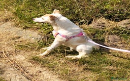 Meticcio cani in regalo: ALICE  a Città Metropolitana di Torino - Immagine 29
