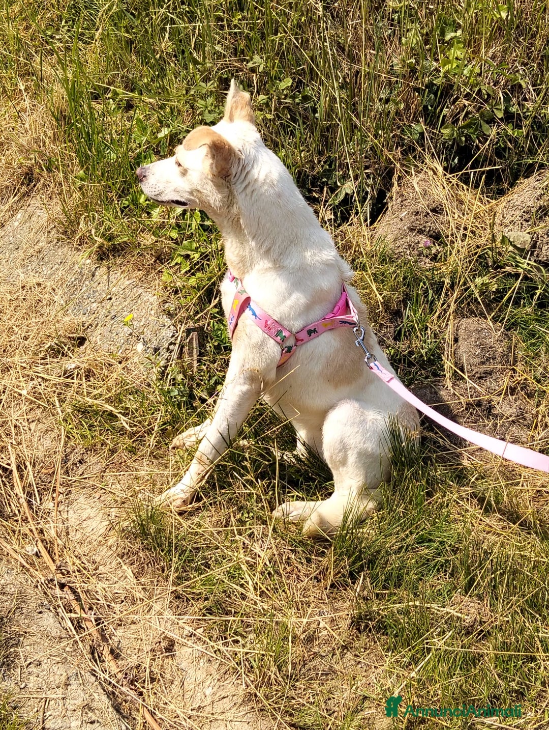 Meticcio cani in regalo: ALICE  a Città Metropolitana di Torino - Immagine 29