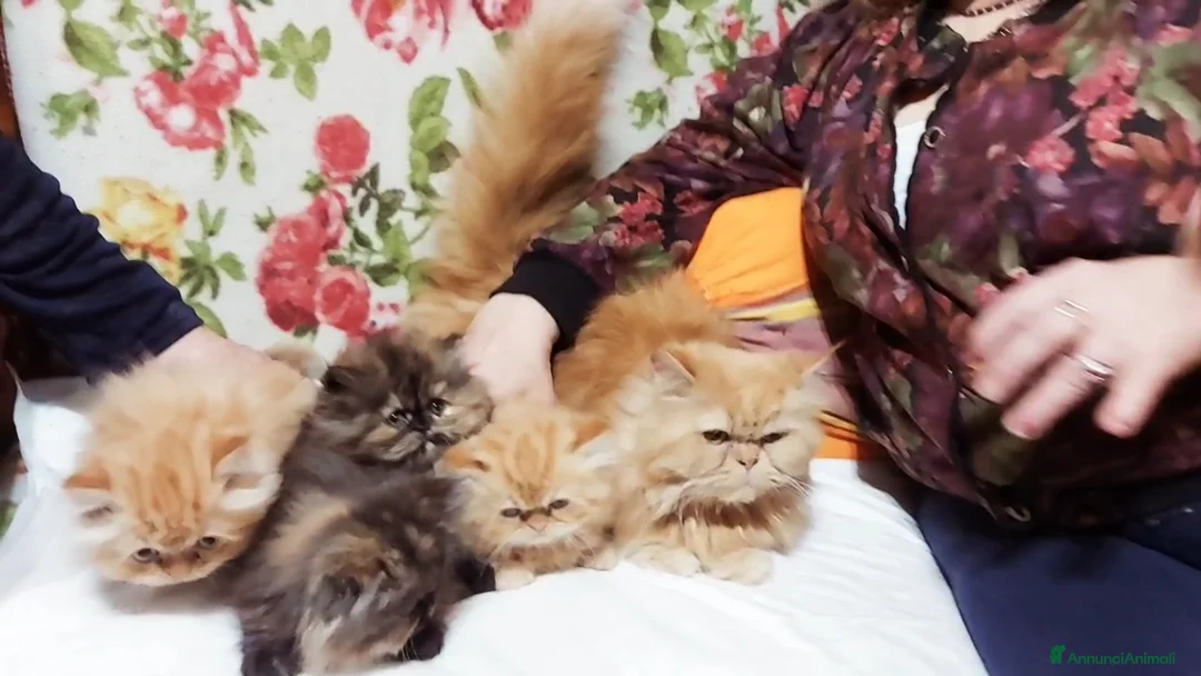Persiano gatti in vendita: Cuccioli di Persiano - Annuncio 6