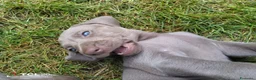 Weimaraner cani in vendita: Cuccioli Weimaraner - Annuncio 13