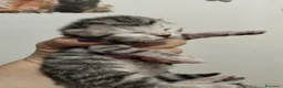 Siberiano gatti in vendita: Siberiano  - Annuncio 4
