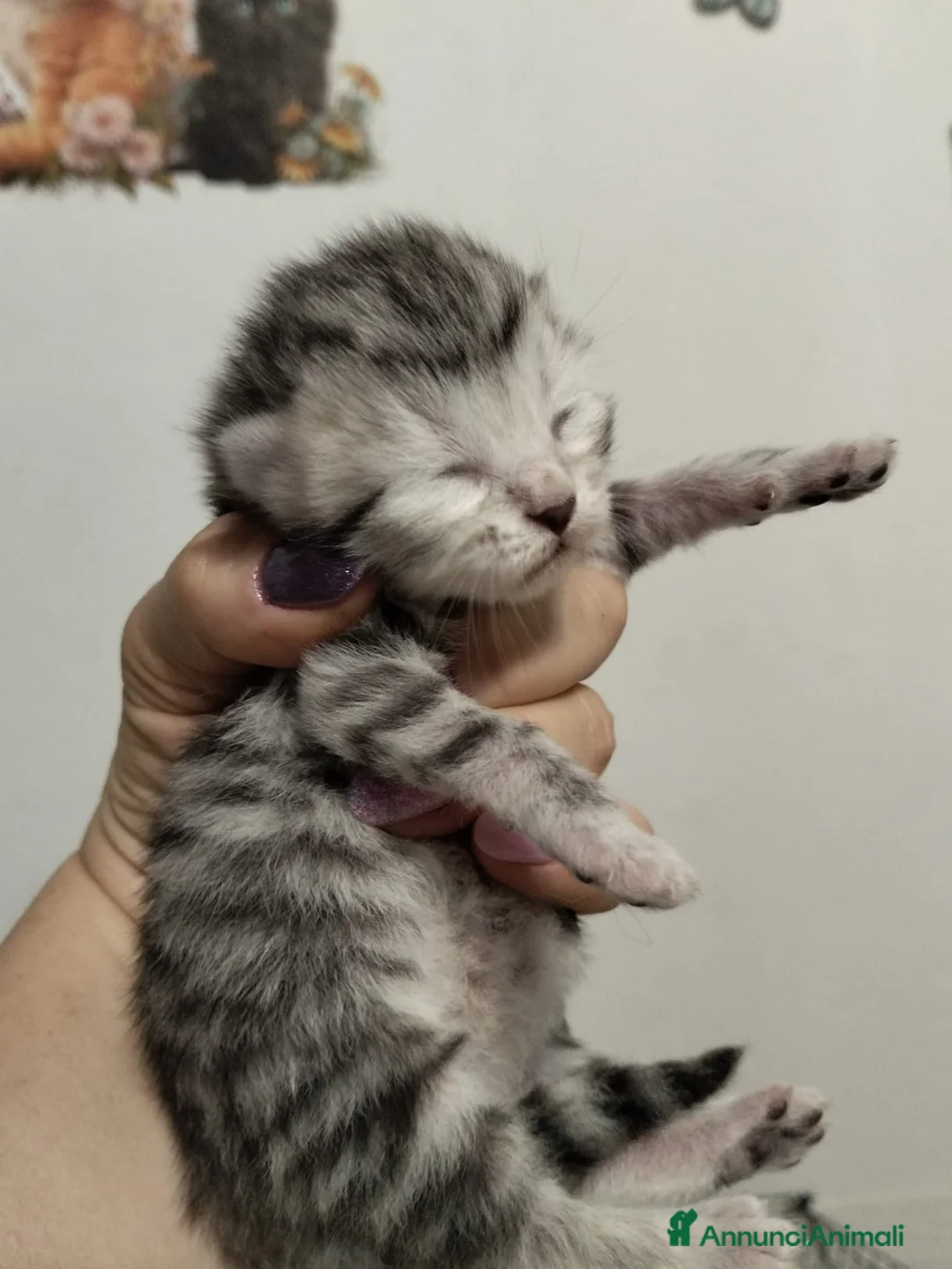Siberiano gatti in vendita: Siberiano  - Annuncio 4
