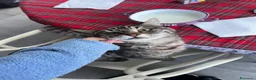 Ragdoll gatti in regalo: Mici in regalo a Città Metropolitana di Torino - Annuncio 4