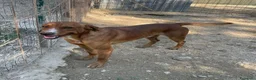 Meticcio cani in regalo: IL SIMPATICO E BELLISSIMO CORFU' - Annuncio 5
