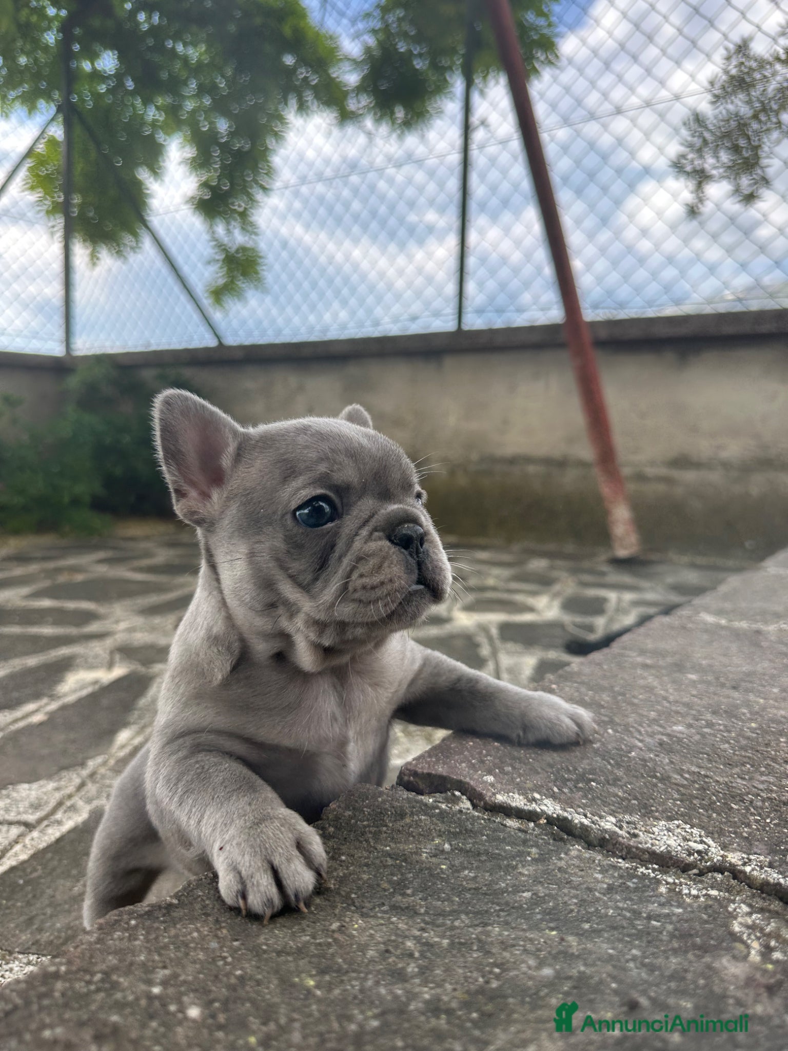 Bulldog Francese cani bulldog francese blue e nero tigrato  - Annuncio 1