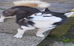 Husky cani per accoppiamento: Husky maschio con pedigree per accoppiamento  - Immagine 4