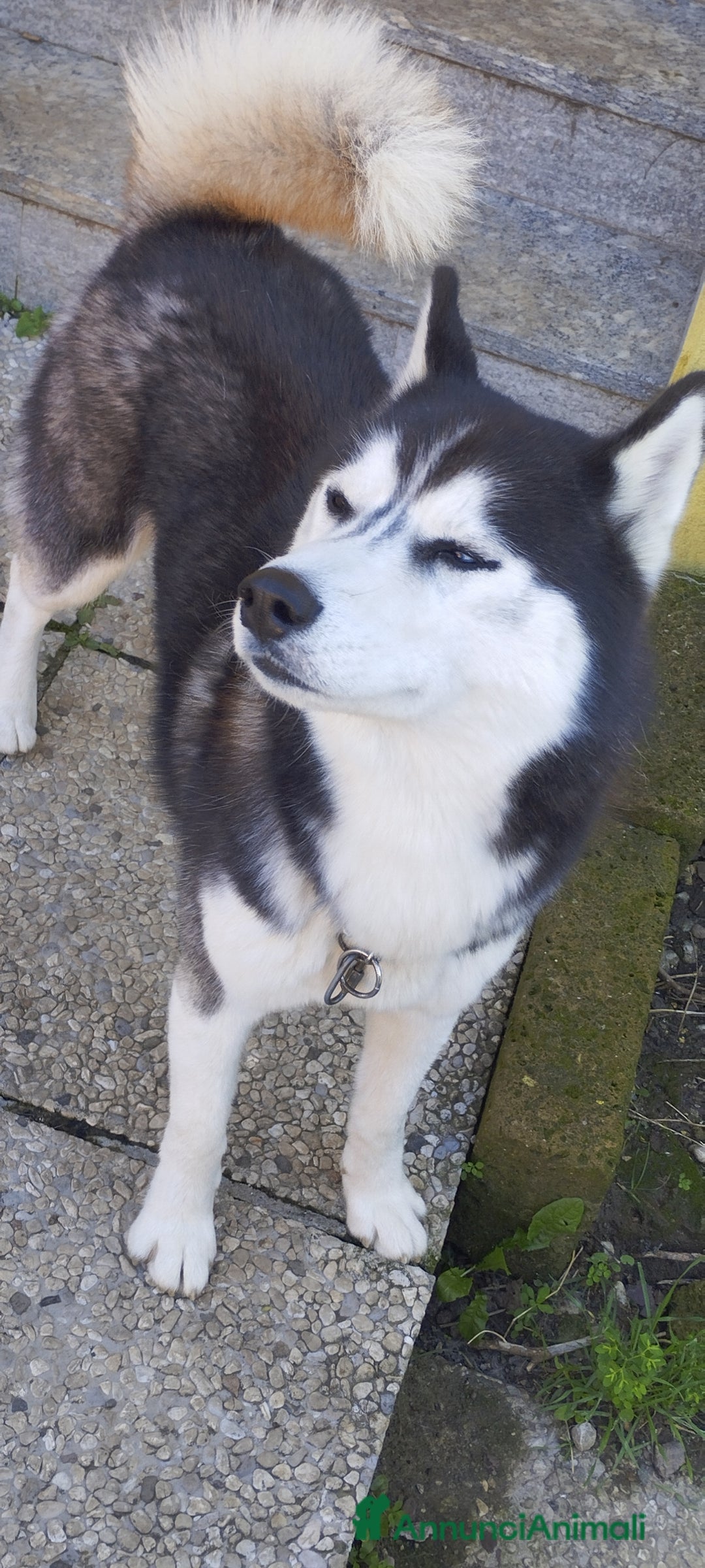 Husky cani per accoppiamento: Husky maschio con pedigree per accoppiamento  - Immagine 4