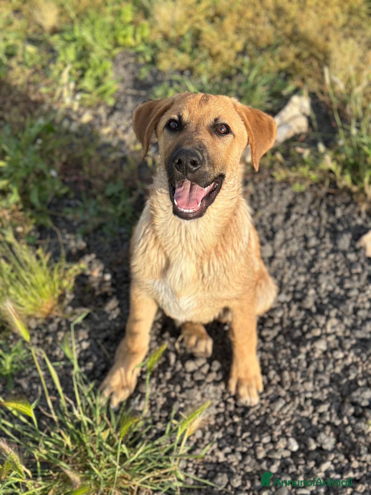 Meticcio cani RUDY IN CERCA DI ADOZIONE - Annuncio 10