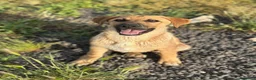 Meticcio cani in regalo: RUDY IN CERCA DI ADOZIONE - Annuncio 1