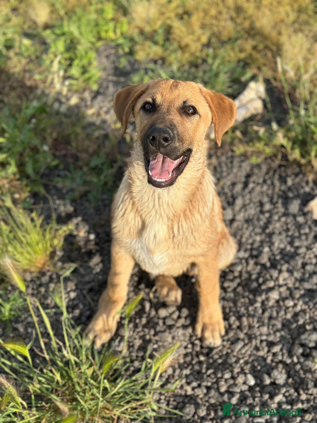 Meticcio cani in regalo: RUDY IN CERCA DI ADOZIONE - Annuncio 1