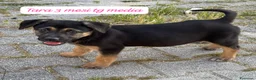 Meticcio cani in regalo: Tanti cuccioli da salvare  a Città Metropolitana di Bologna - Annuncio 7