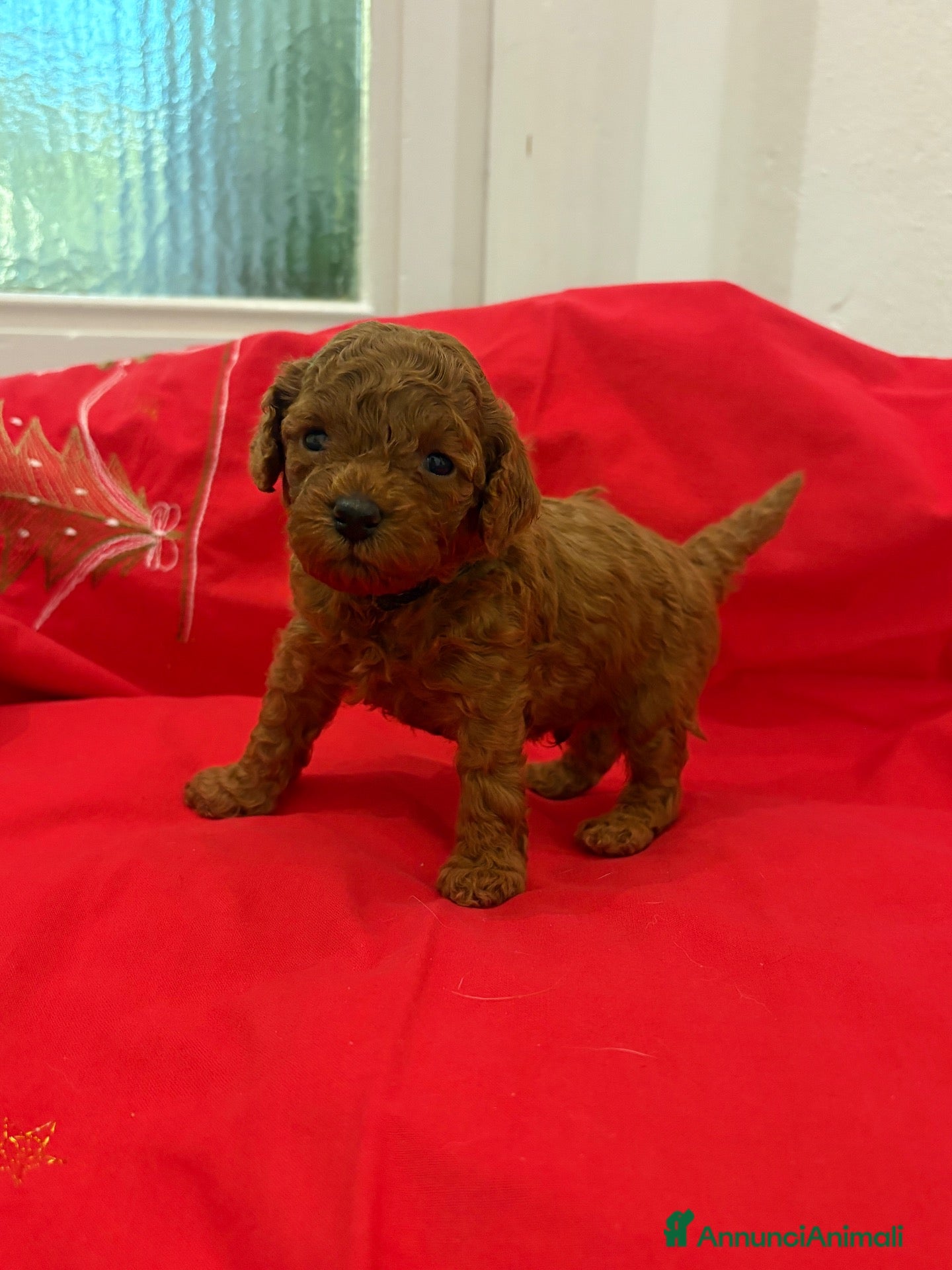Barboncino Toy cani Barboncini toy red brown  - Annuncio 11