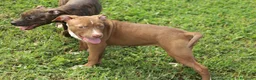 Pitbull cani in vendita: Cuccioli di Pit Bull anche a rate - Annuncio 12