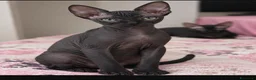 Sphynx gatti in vendita: Sphynx cucciolo  - Annuncio 2