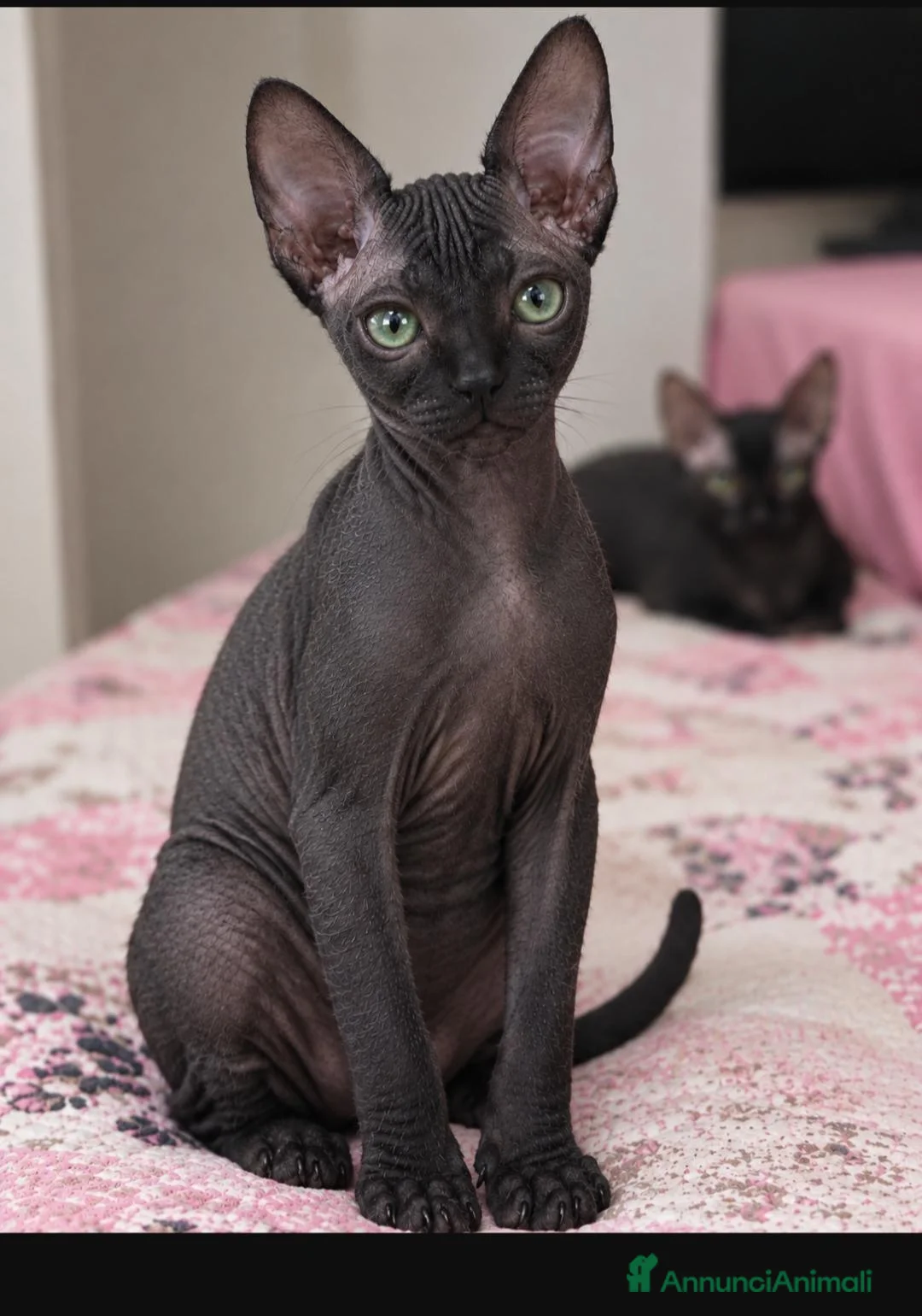 Sphynx gatti in vendita: Sphynx cucciolo  - Annuncio 2