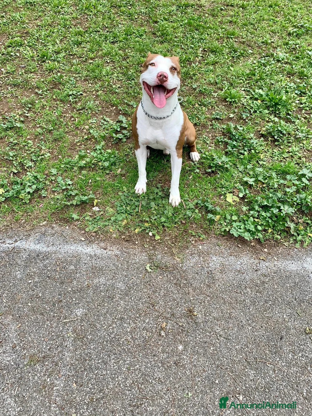 Pitbull cani in regalo: pitbull 7 anni  a Città metropolitana di Roma Capitale - Annuncio 2