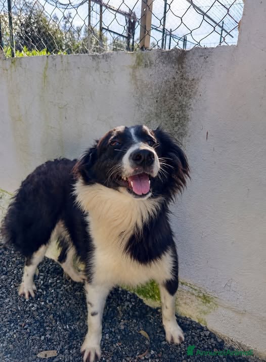 Border Collie cani Oscar - Annuncio 17