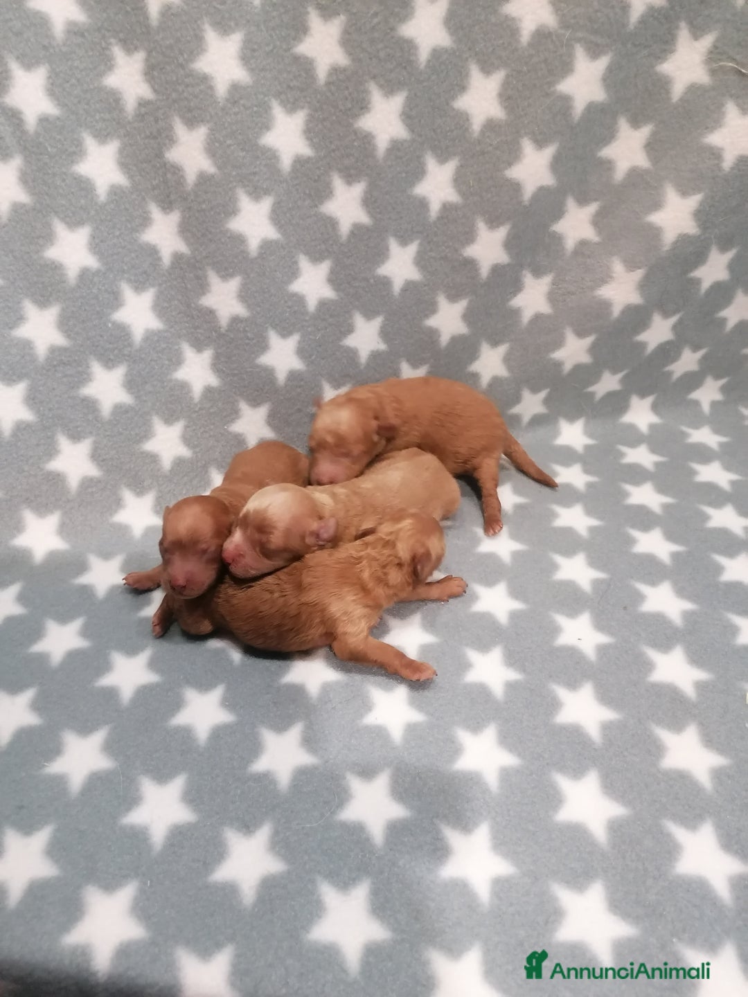 Barboncino cani in vendita: Barboncino nano cuccioli - Annuncio 4