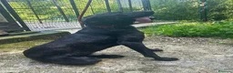 Meticcio cani in regalo: ORSA giovane e socievole - Annuncio 3