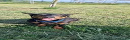 Meticcio cani in regalo: SNOOPY 💙 taglia piccola, mix pinscher-bassotto. a Provincia di Pavia - Annuncio 2