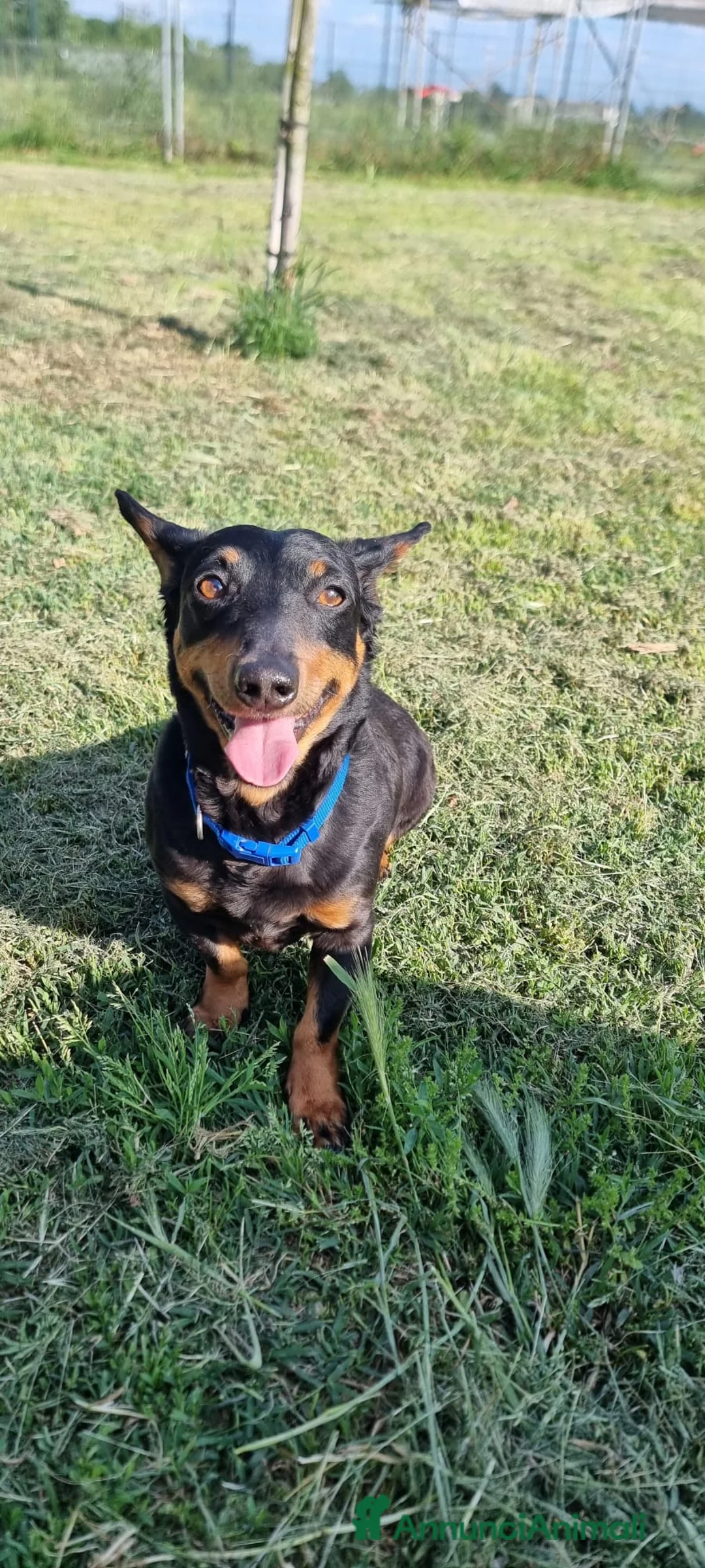 Meticcio cani in regalo: SNOOPY 💙 taglia piccola, mix pinscher-bassotto. a Provincia di Pavia - Annuncio 2