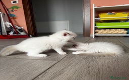 Ragdoll gatti in vendita: Ragdoll gattini disponibili!  a Città Metropolitana di Torino - Immagine 5