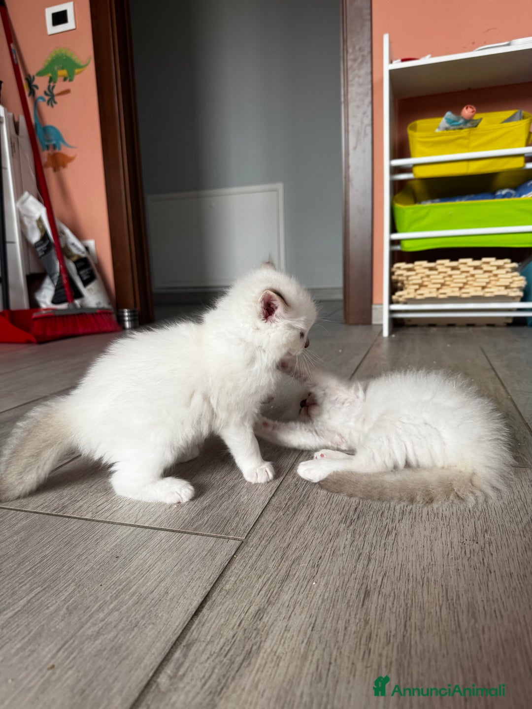 Ragdoll gatti in vendita: Ragdoll gattini disponibili!  a Città Metropolitana di Torino - Immagine 5