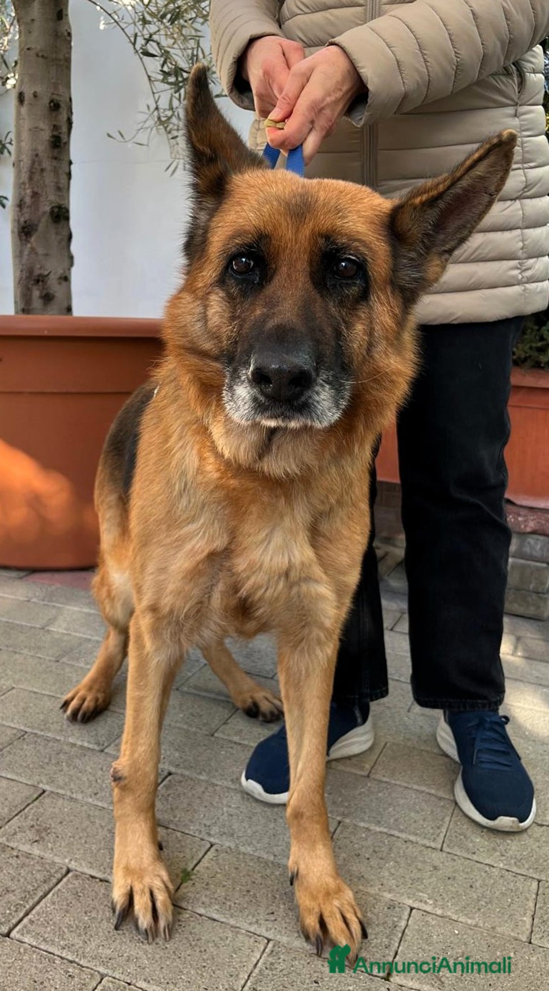 Pastore Tedesco cani in regalo: GIANNA PASTORE TEDESCO - Annuncio 1