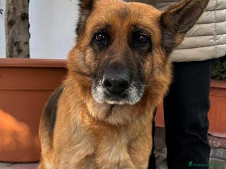 Pastore Tedesco cani GIANNA PASTORE TEDESCO - Annuncio 5