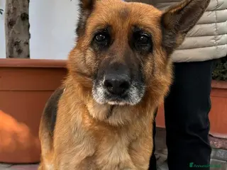 Pastore Tedesco cani GIANNA PASTORE TEDESCO - Annuncio 10