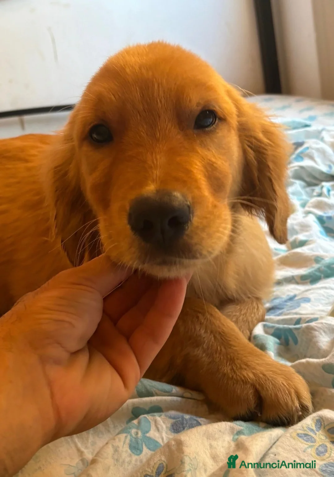Golden Retriever cani in vendita: Golden Retriever 100% linea americana  - Annuncio 2