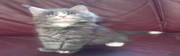 Maine Coon gatti in vendita: Maine coon occhi blu/impari a Provincia di Cremona - Annuncio 4