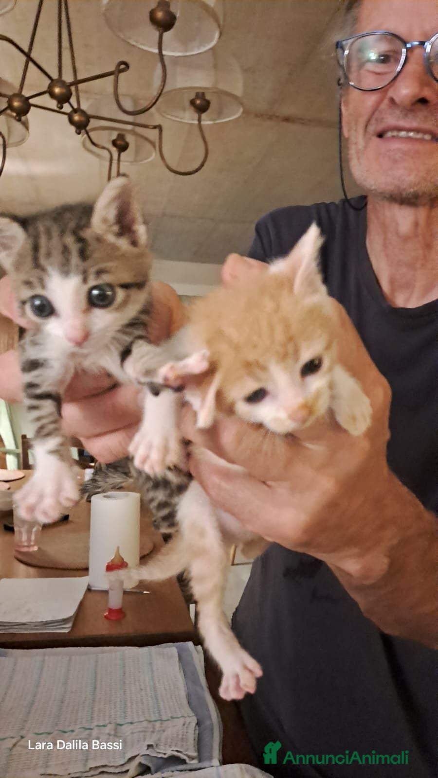 Meticcio gatti Due fratellini cercano casa - Annuncio 26