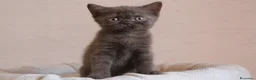 British gatti in vendita: British Shorthair  - Annuncio 5