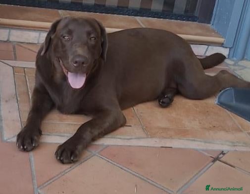 Labrador cani Cucciolo labrador  - Annuncio 3