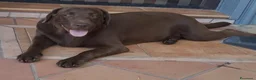 Labrador cani in vendita: Cucciolo labrador  a Provincia di Catanzaro - Annuncio 1