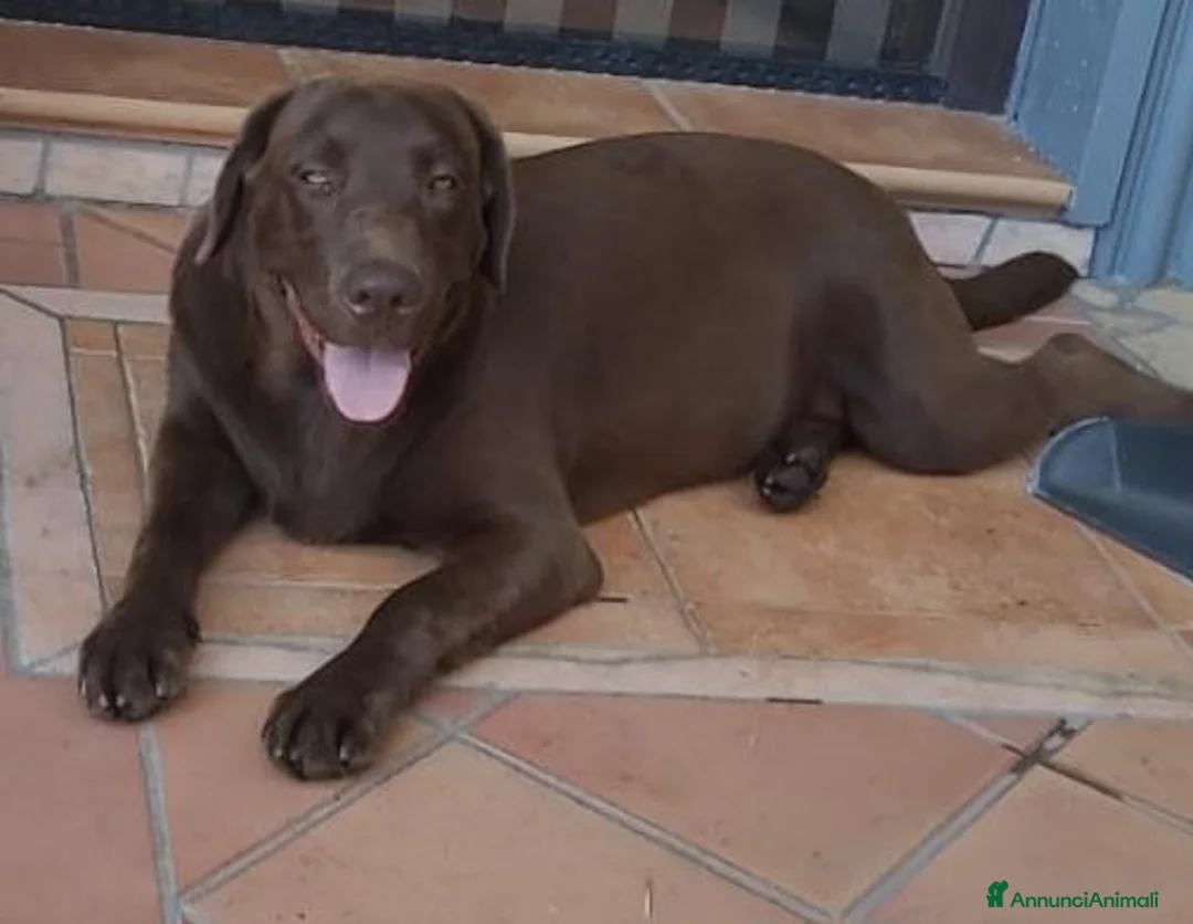 Labrador cani in vendita: Cucciolo labrador  a Provincia di Catanzaro - Annuncio 1