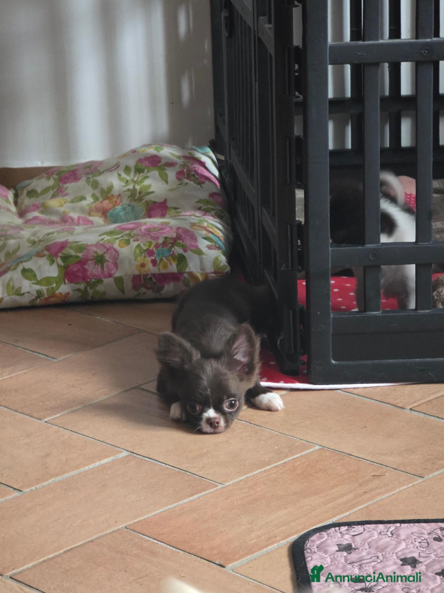 Chihuahua cani Chihuahua Cioccolato maschio - Annuncio 2