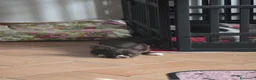 Chihuahua cani in vendita: Chihuahua Cioccolato maschio - Annuncio 1