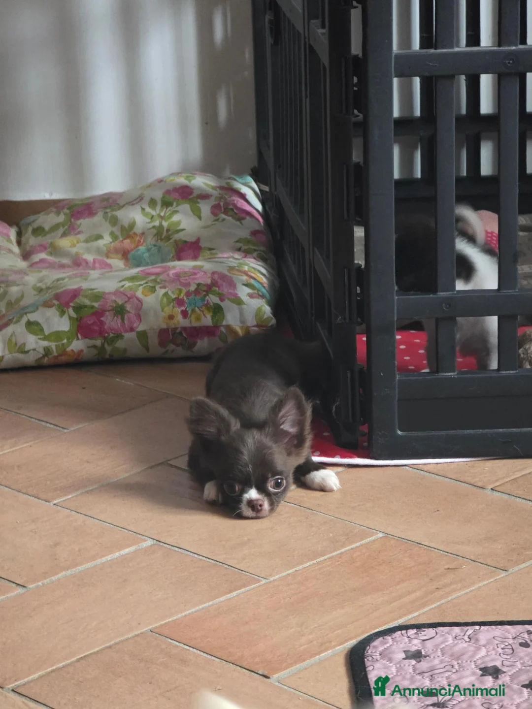 Chihuahua cani in vendita: Chihuahua Cioccolato maschio - Annuncio 1