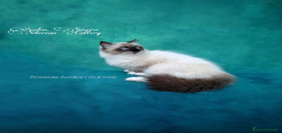 Immagine della galleria {{count}}