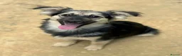 Meticcio cani in regalo: 3 cuccioli TAGLIA PICCOLA incredibilmente dolci! - Annuncio 4