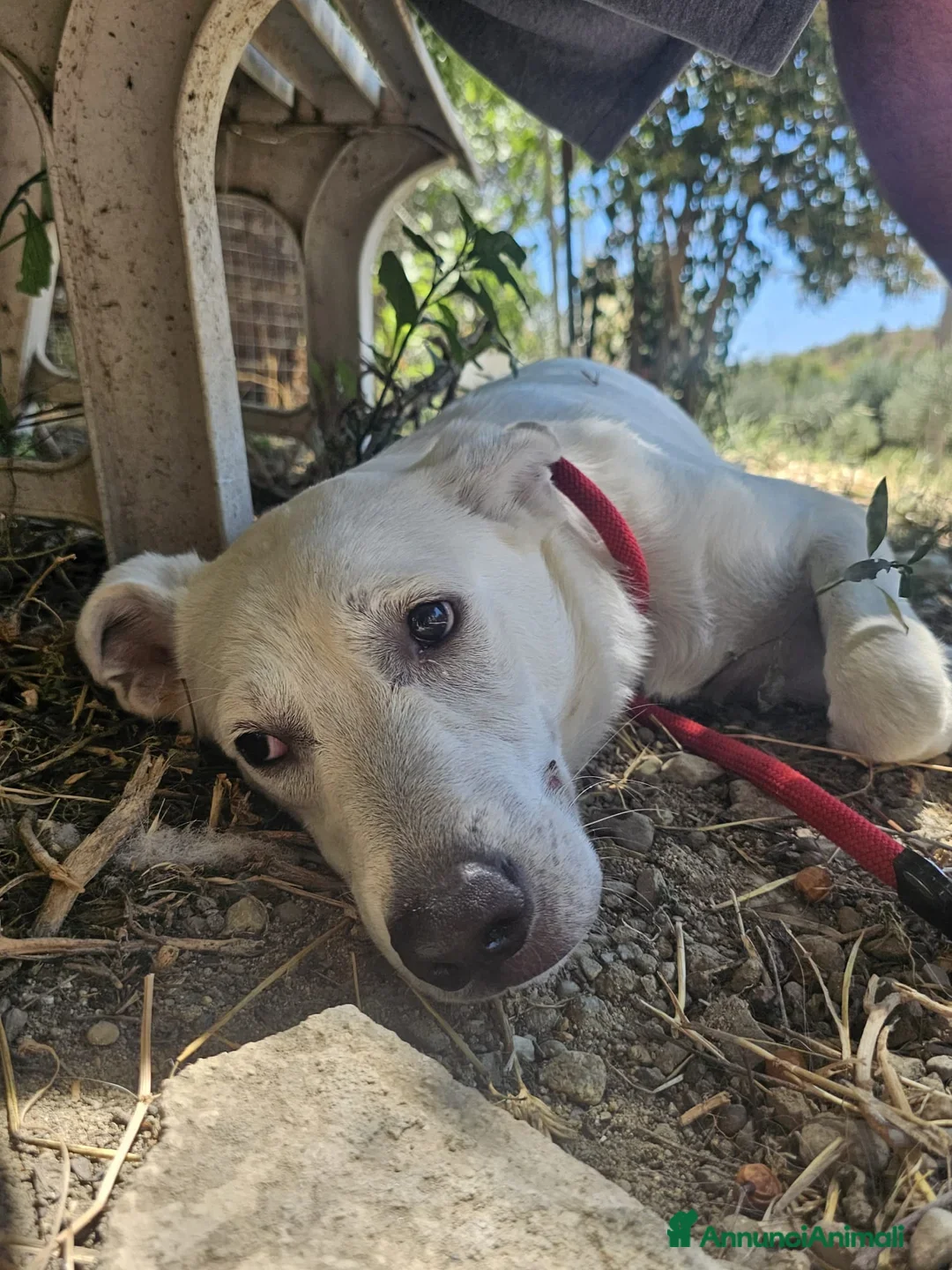 Meticcio cani in regalo: Jerry un cucciolo dalce curioso giocherellone - Annuncio 2