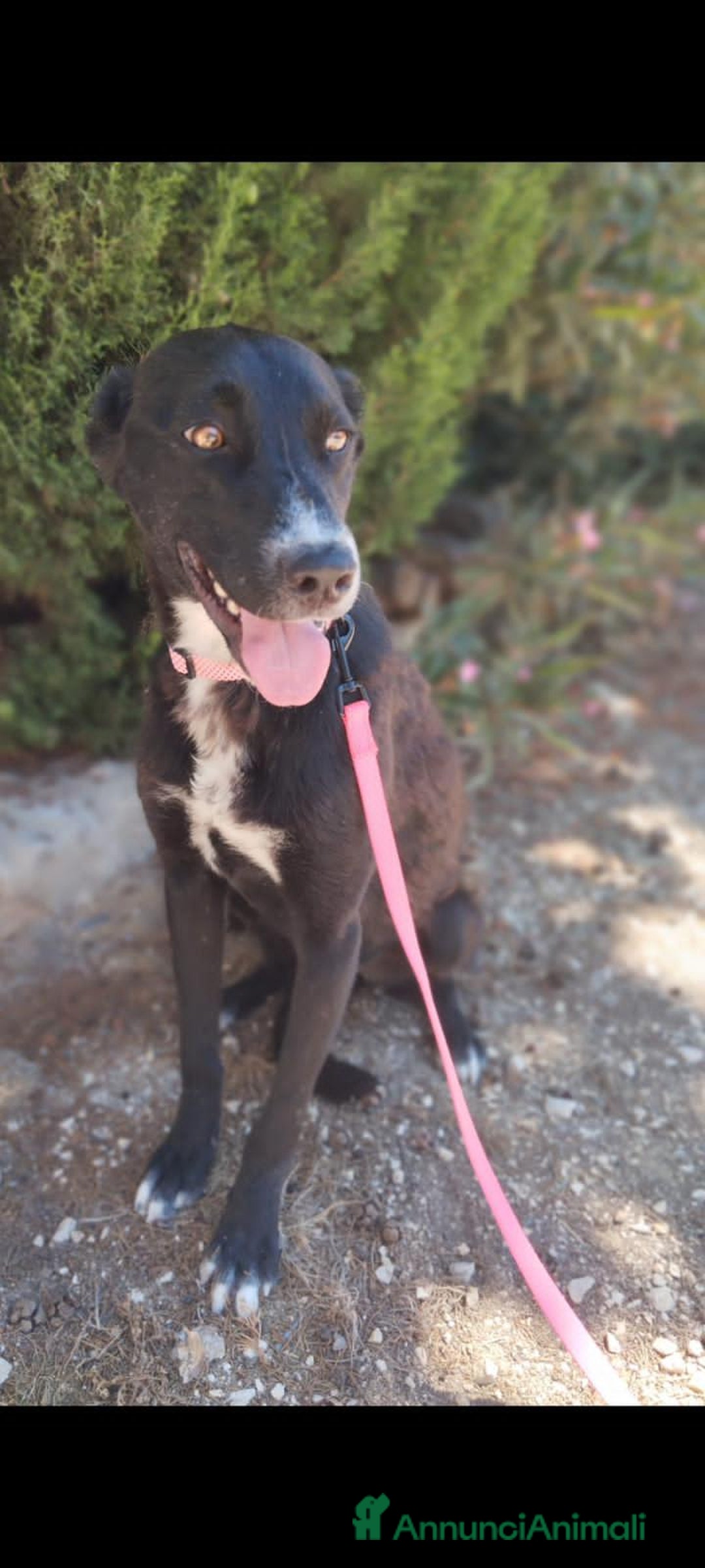 Altre razze cani in regalo: eros  - Annuncio 2