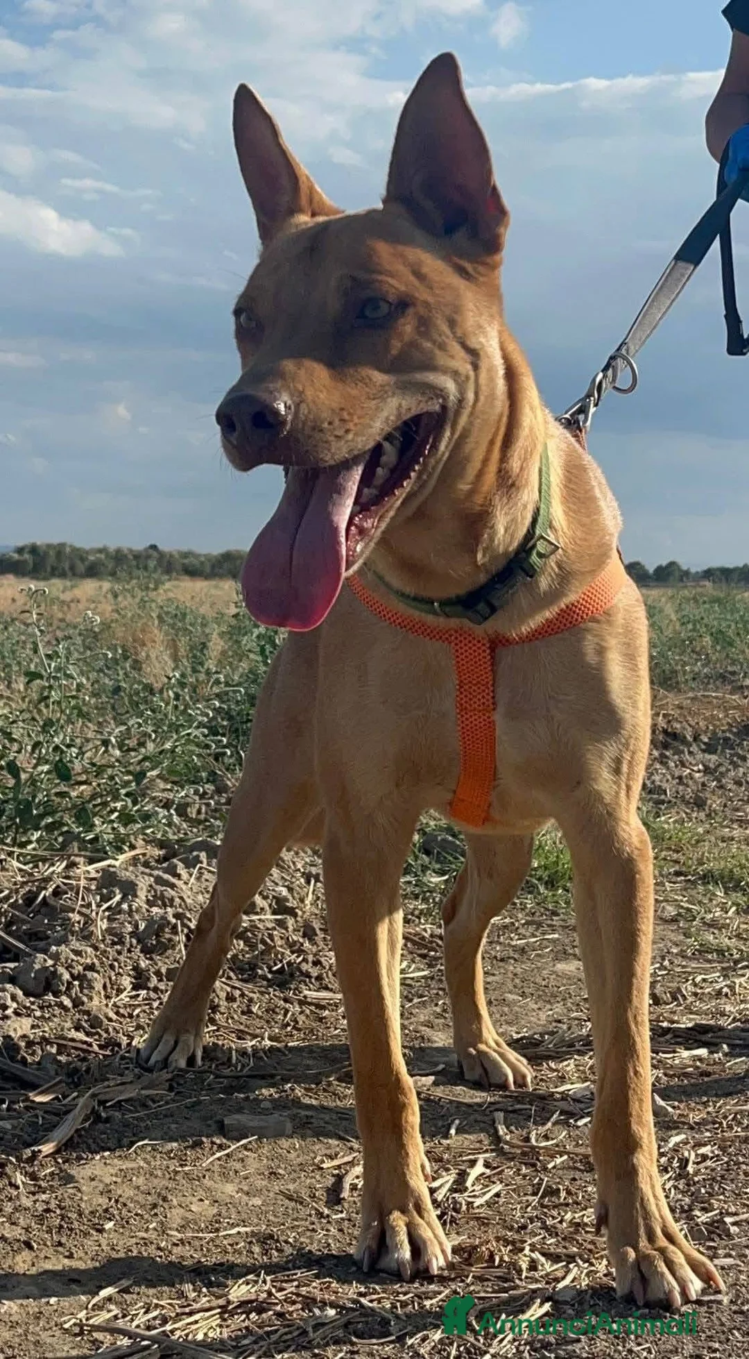 American Bully cani in regalo: Nick  - Annuncio 3