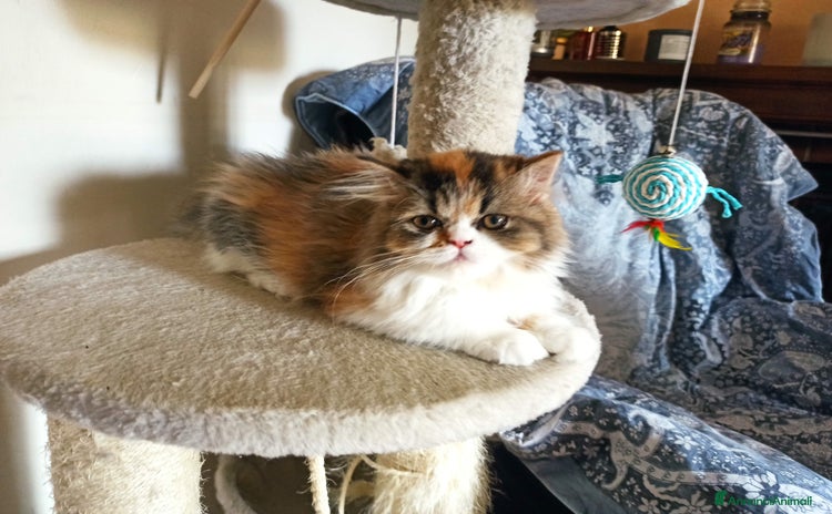 Persiano gatti in vendita a Provincia di Reggio Emilia - Annuncio 5