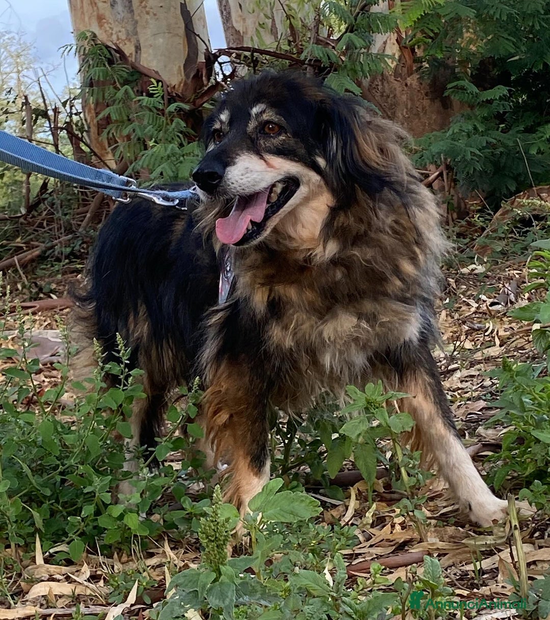 Meticcio cani in regalo: Sally dolce cagnolina taglia media adozione Latina - Annuncio 2