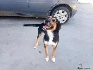 Meticcio cani Gigio: 2 anni, socievole, equilibrato - Annuncio 40