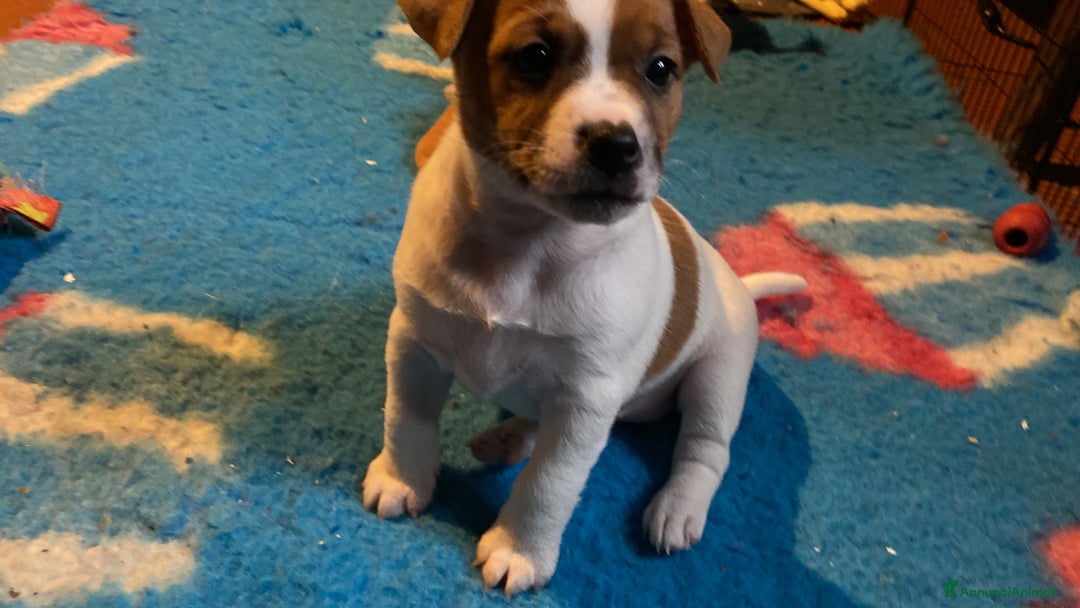 Jack Russell cani in vendita: JACK RUSSELL TERRIER pelo corto pedigree - Annuncio 8